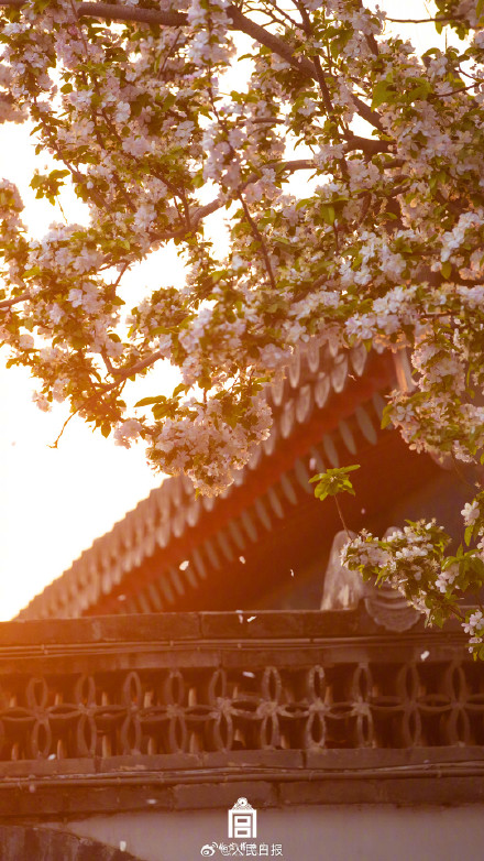 惊艳！故宫海棠花开自带浪漫氛围