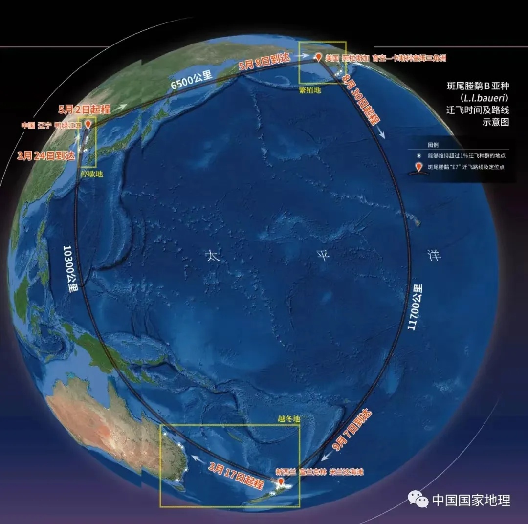 壮美鸟浪！辽宁多地天空出现奇观