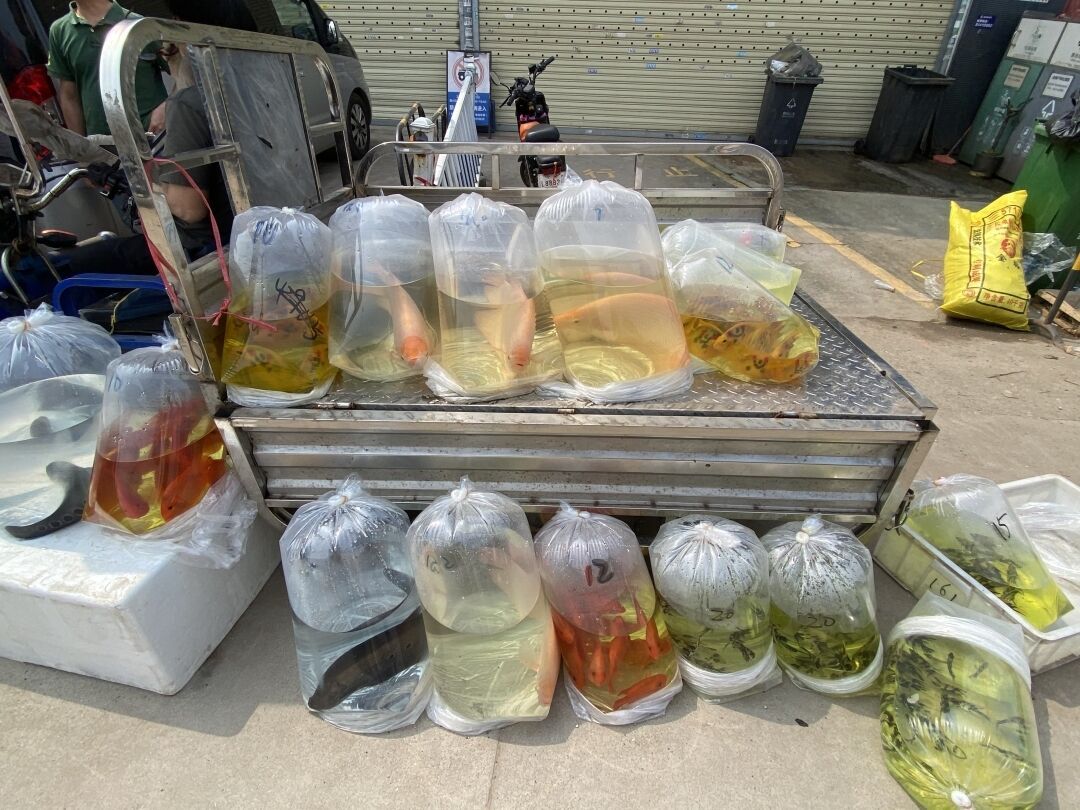 突发火灾，芳村花鸟鱼虫新世界怎样了？记者直击→