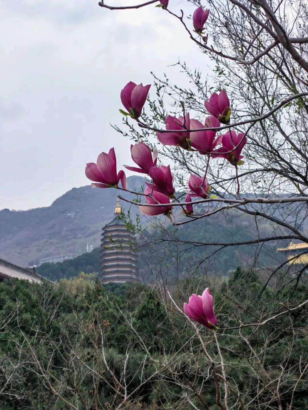 北京春天爬山的秘密基地,找到了! 北京春天爬山的秘密基地,找到了!