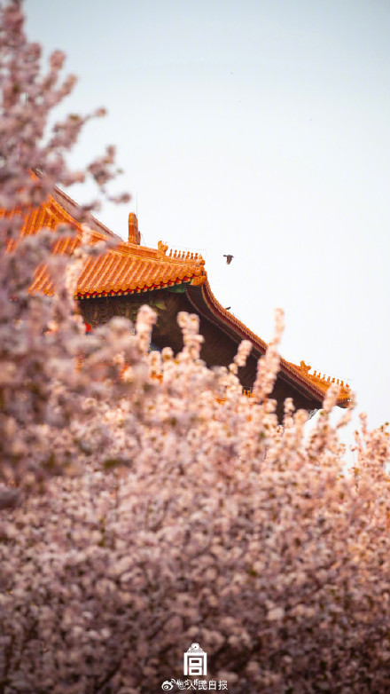 惊艳！故宫海棠花开自带浪漫氛围