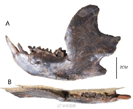 重庆发现1.7亿年前云阳恐龙的小邻居：“大牙”有三排、爱挖洞