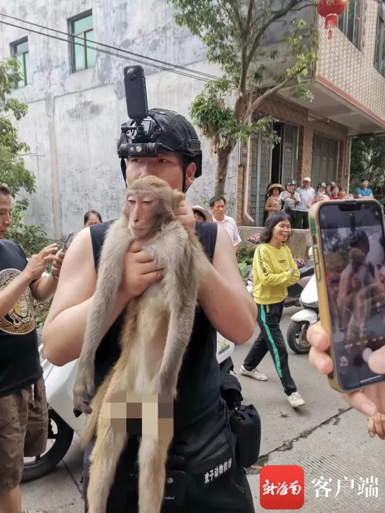 海口“偷吃的猴子”将被送往动物园