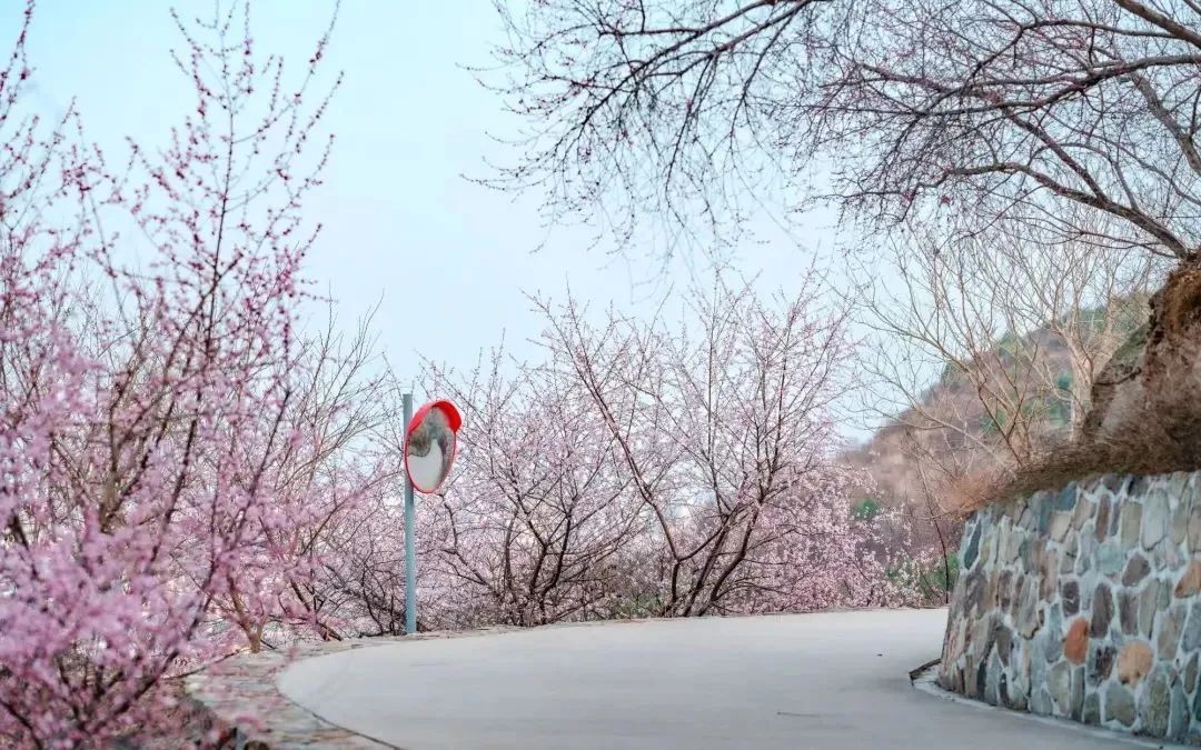 北京春天爬山的秘密基地,找到了! 北京春天爬山的秘密基地,找到了!