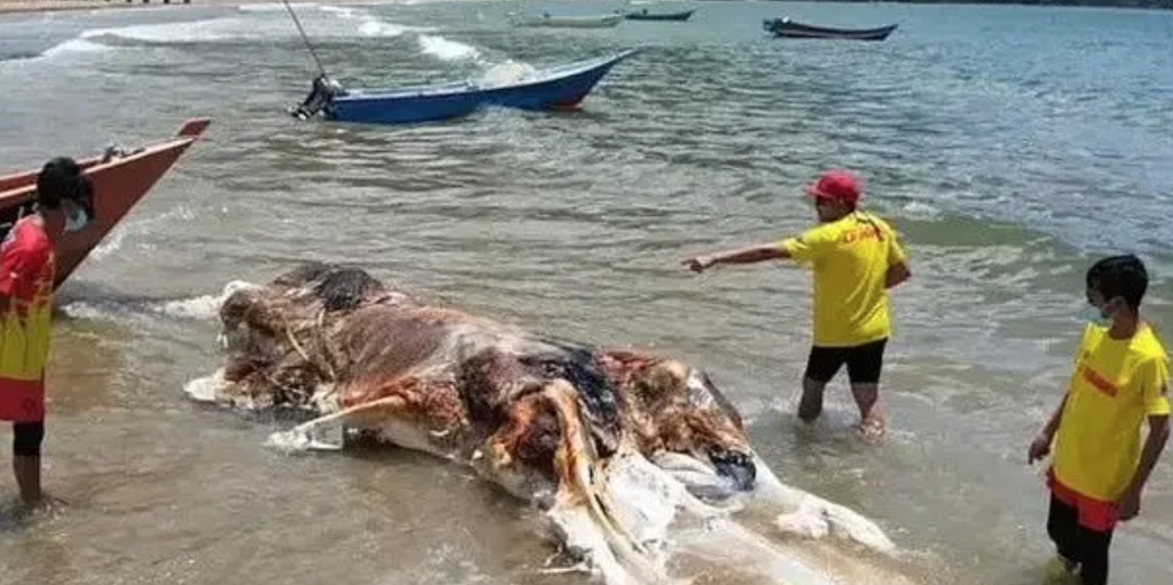 不明生物尸体被冲上马来海滩,官方正进行DNA鉴定 不明生物尸体被冲上马来海滩,官方正进行DNA鉴定