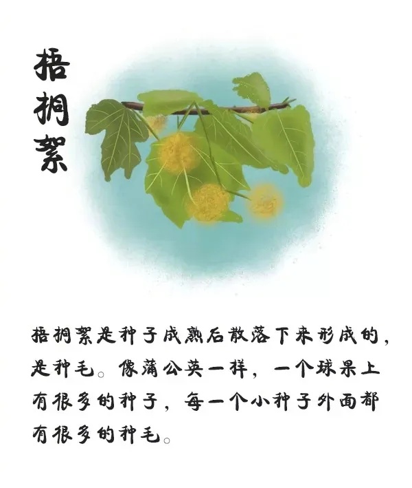 29℃！河北开启升温模式！后天雨又来……