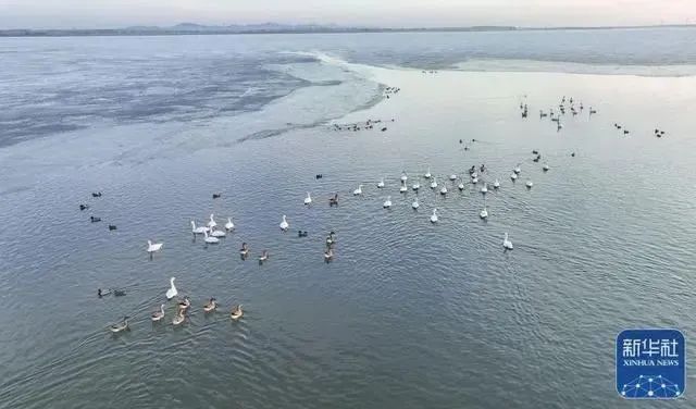 壮美鸟浪！辽宁多地天空出现奇观