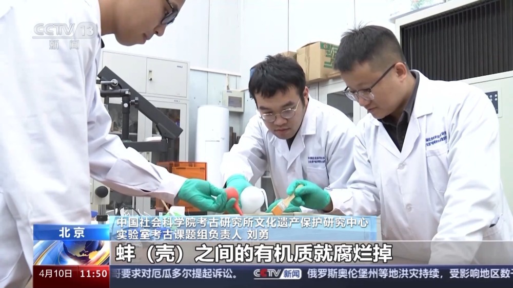 距今6300年左右!红山文化早期龙形蚌饰成功复原 距今6300年左右!红山文化早期龙形蚌饰成功复原