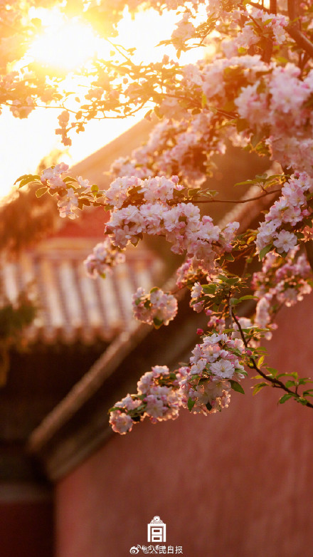 惊艳！故宫海棠花开自带浪漫氛围