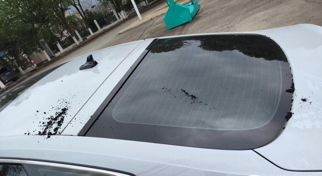 高速突发！司机吓一跳，原因太奇葩...开车时这些要注意！