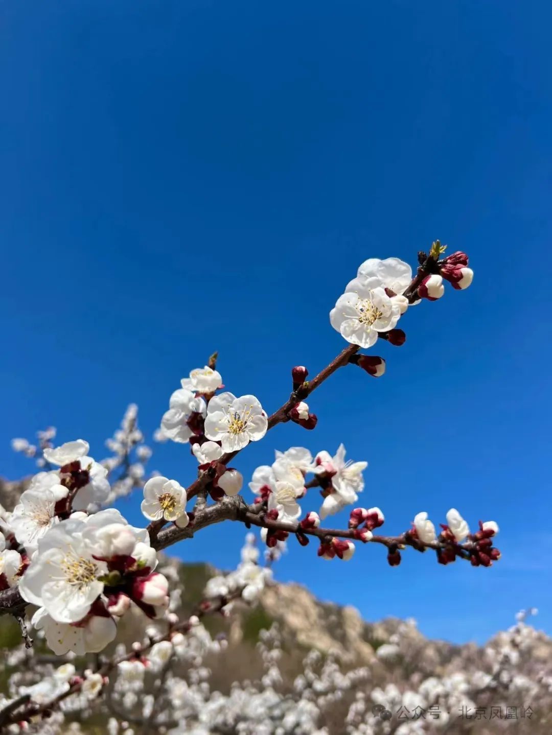 北京春天爬山的秘密基地,找到了! 北京春天爬山的秘密基地,找到了!
