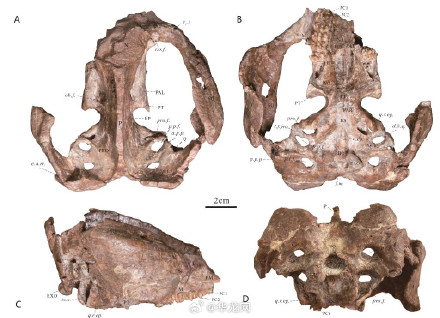 重庆发现1.7亿年前云阳恐龙的小邻居：“大牙”有三排、爱挖洞