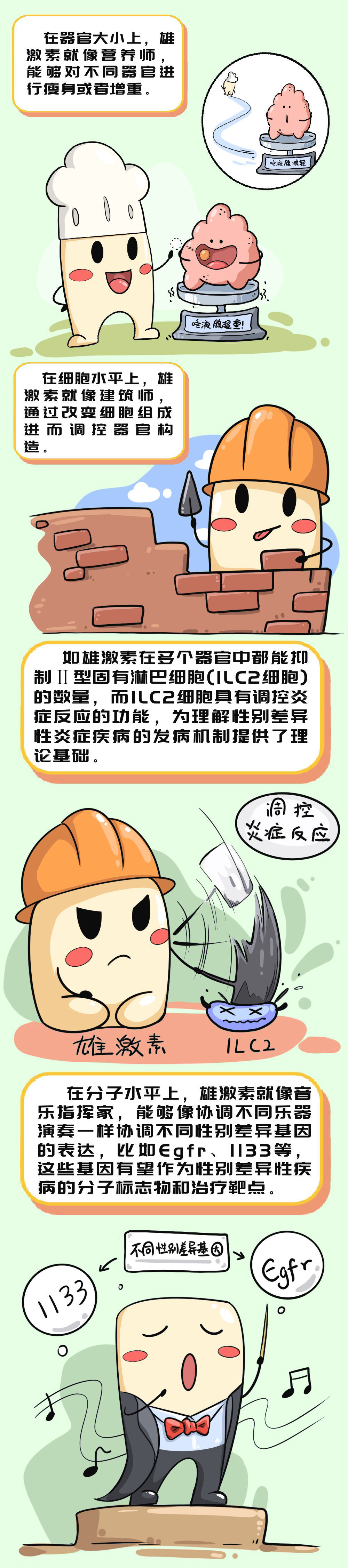 雄激素为何那么能干?科学家解析雄激素调控性别差异的分子细胞基础 雄激素为何那么能干?科学家解析雄激素调控性别差异的分子细胞基础