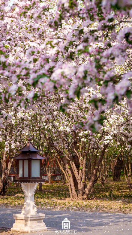 惊艳！故宫海棠花开自带浪漫氛围