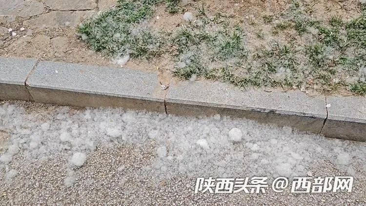又到一年“飞絮”时 春季柳絮过敏如何防治? 又到一年“飞絮”时 春季柳絮过敏如何防治?