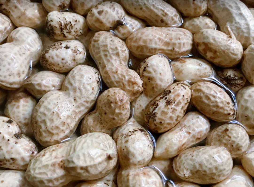 食物发芽后到底能不能吃？有的营养加倍，有的危害身体！