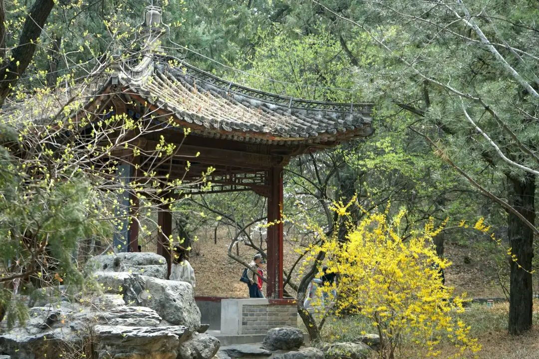 北京春天爬山的秘密基地,找到了! 北京春天爬山的秘密基地,找到了!