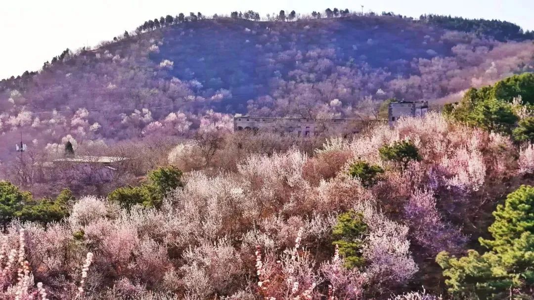 北京春天爬山的秘密基地,找到了! 北京春天爬山的秘密基地,找到了!