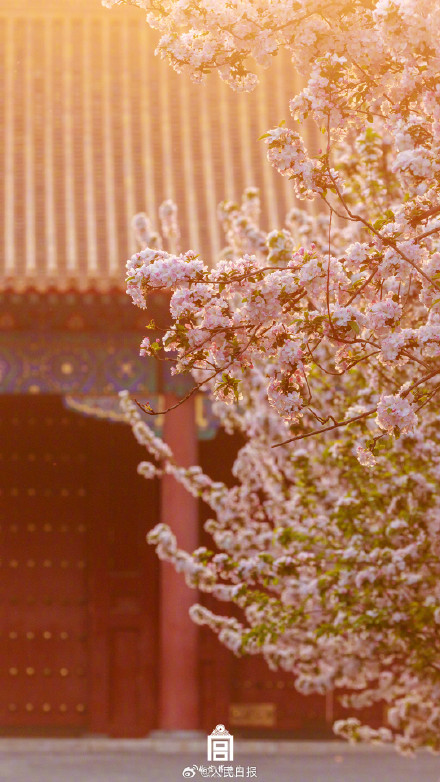 惊艳！故宫海棠花开自带浪漫氛围