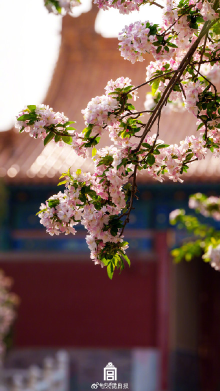 惊艳！故宫海棠花开自带浪漫氛围