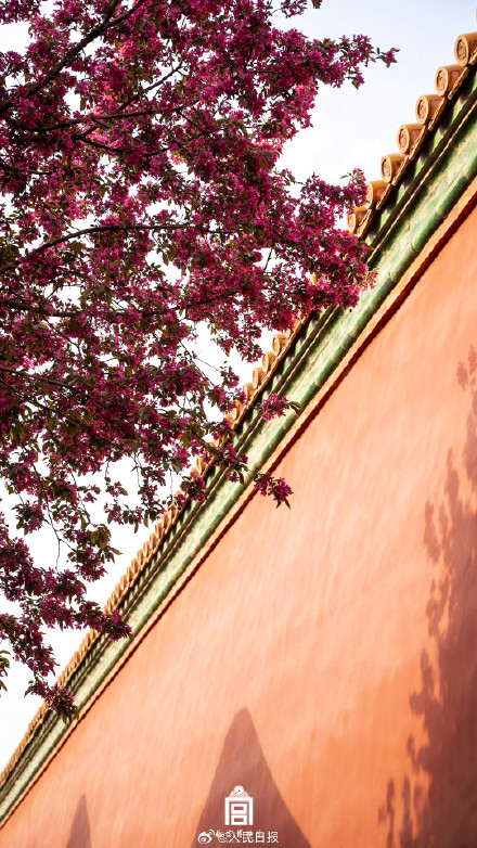 惊艳！故宫海棠花开自带浪漫氛围