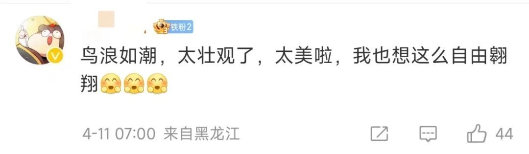 壮美鸟浪！辽宁多地天空出现奇观