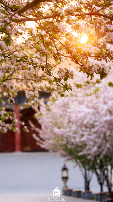 惊艳！故宫海棠花开自带浪漫氛围