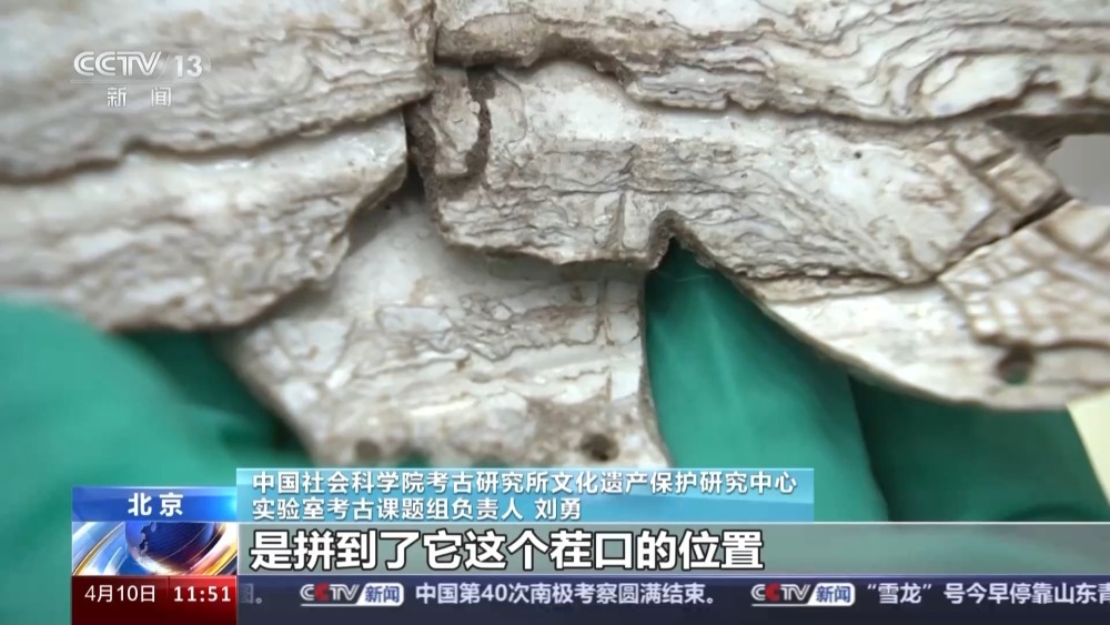 距今6300年左右!红山文化早期龙形蚌饰成功复原 距今6300年左右!红山文化早期龙形蚌饰成功复原