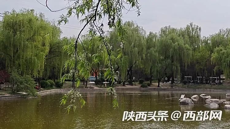 又到一年“飞絮”时 春季柳絮过敏如何防治? 又到一年“飞絮”时 春季柳絮过敏如何防治?