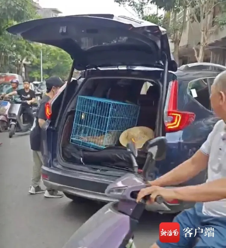 海口“偷吃的猴子”将被送往动物园