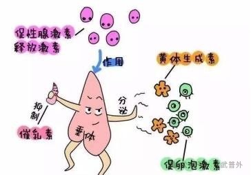 女性为什么更容易患结节 女性为什么更容易患结节