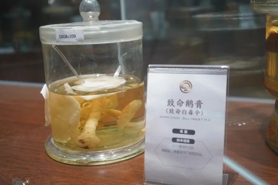 福建紧急提醒:别碰!别吃!福州已有人中毒…… 福建紧急提醒:别碰!别吃!福州已有人中毒……