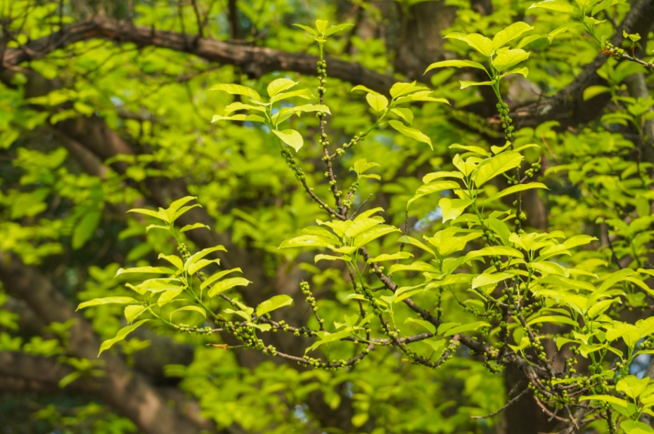 广州周末直冲32℃！暴雨+冰雹+雷雨大风即将返场