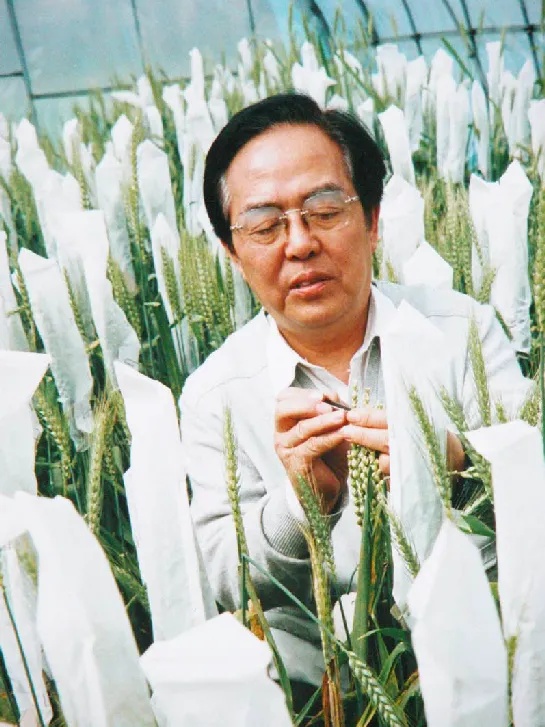 送别程顺和院士！他把一生献给了小麦研究