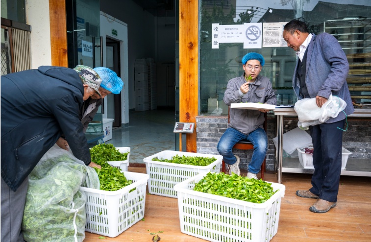 重庆南川:茶香飘满山 重庆南川:茶香飘满山