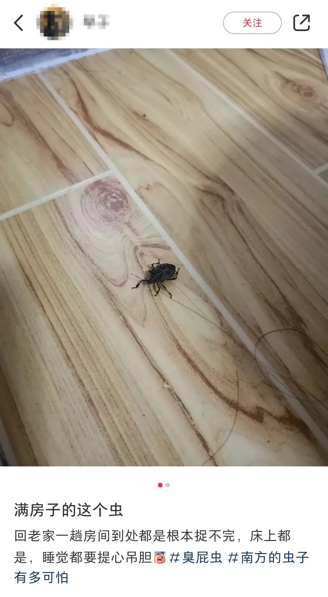 好臭！快检查阳台衣服！这东西福建也出现了…