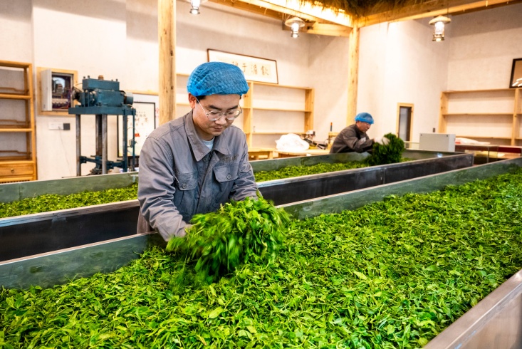 重庆南川:茶香飘满山 重庆南川:茶香飘满山