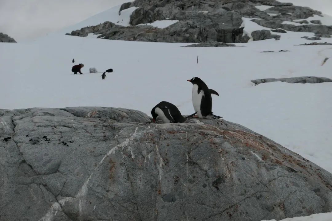 中国科大的他们在南极“出差”,是啥体验? 中国科大的他们在南极“出差”,是啥体验?