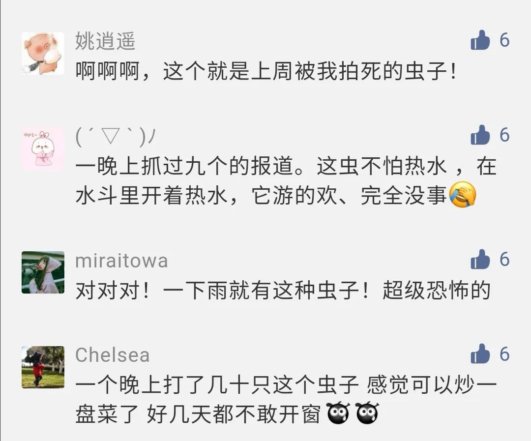 好臭！快检查阳台衣服！这东西福建也出现了…