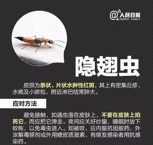 攻击性强!红火蚁已入侵12省份 攻击性强!红火蚁已入侵12省份