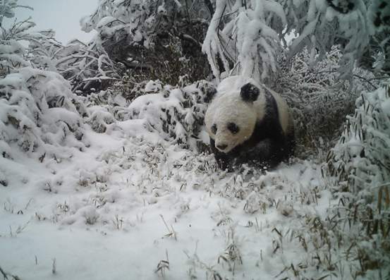 踏雪而来!红外相机拍到多段野生大熊猫珍贵影像 踏雪而来!红外相机拍到多段野生大熊猫珍贵影像