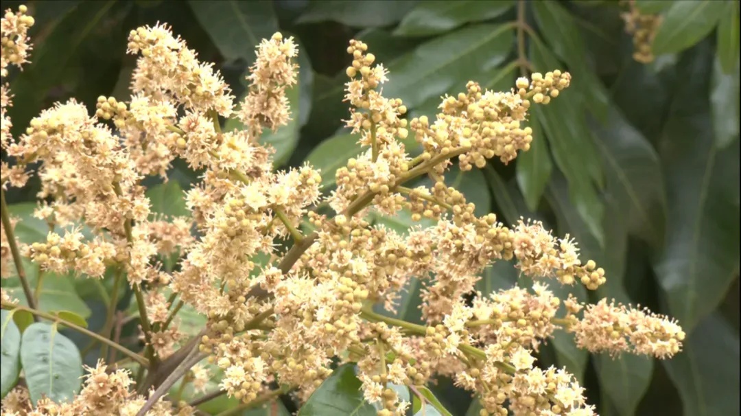 小心了！很多人家中突然大量出现……