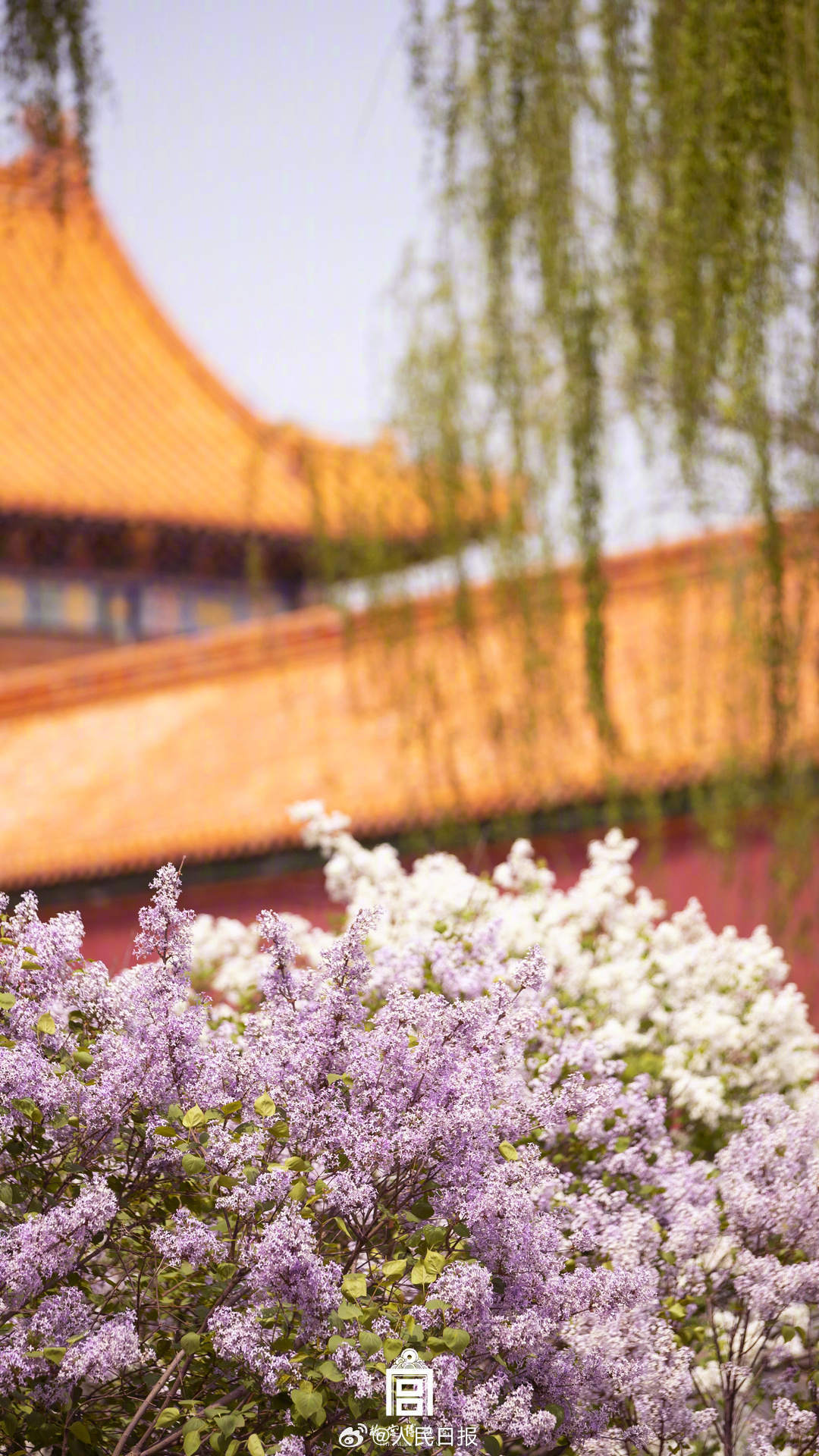 春花映红墙！故宫春花壁纸上新了