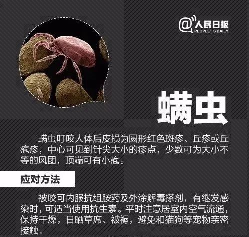 攻击性强!红火蚁已入侵12省份 攻击性强!红火蚁已入侵12省份