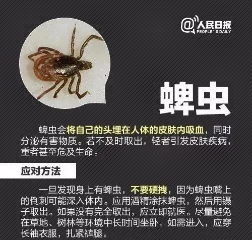 攻击性强!红火蚁已入侵12省份 攻击性强!红火蚁已入侵12省份