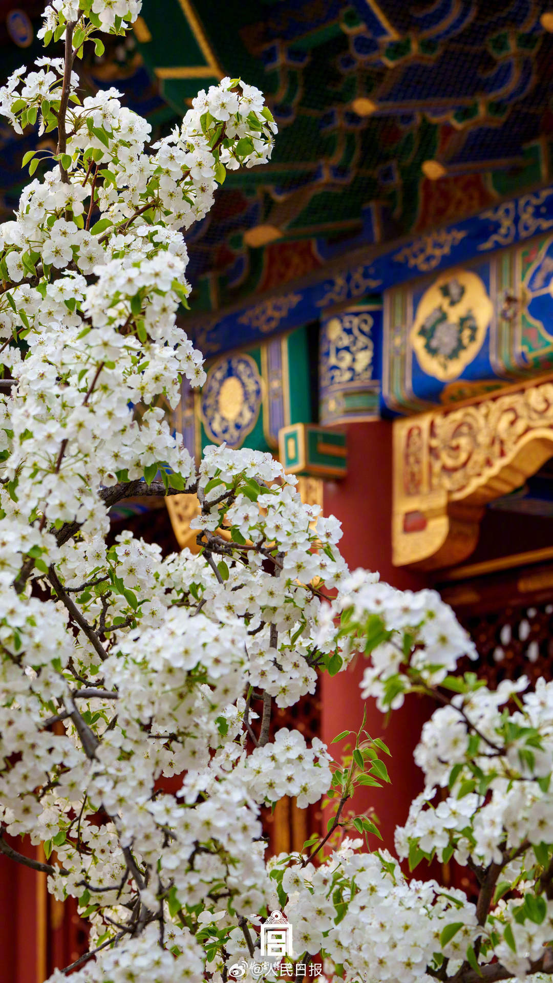 春花映红墙！故宫春花壁纸上新了