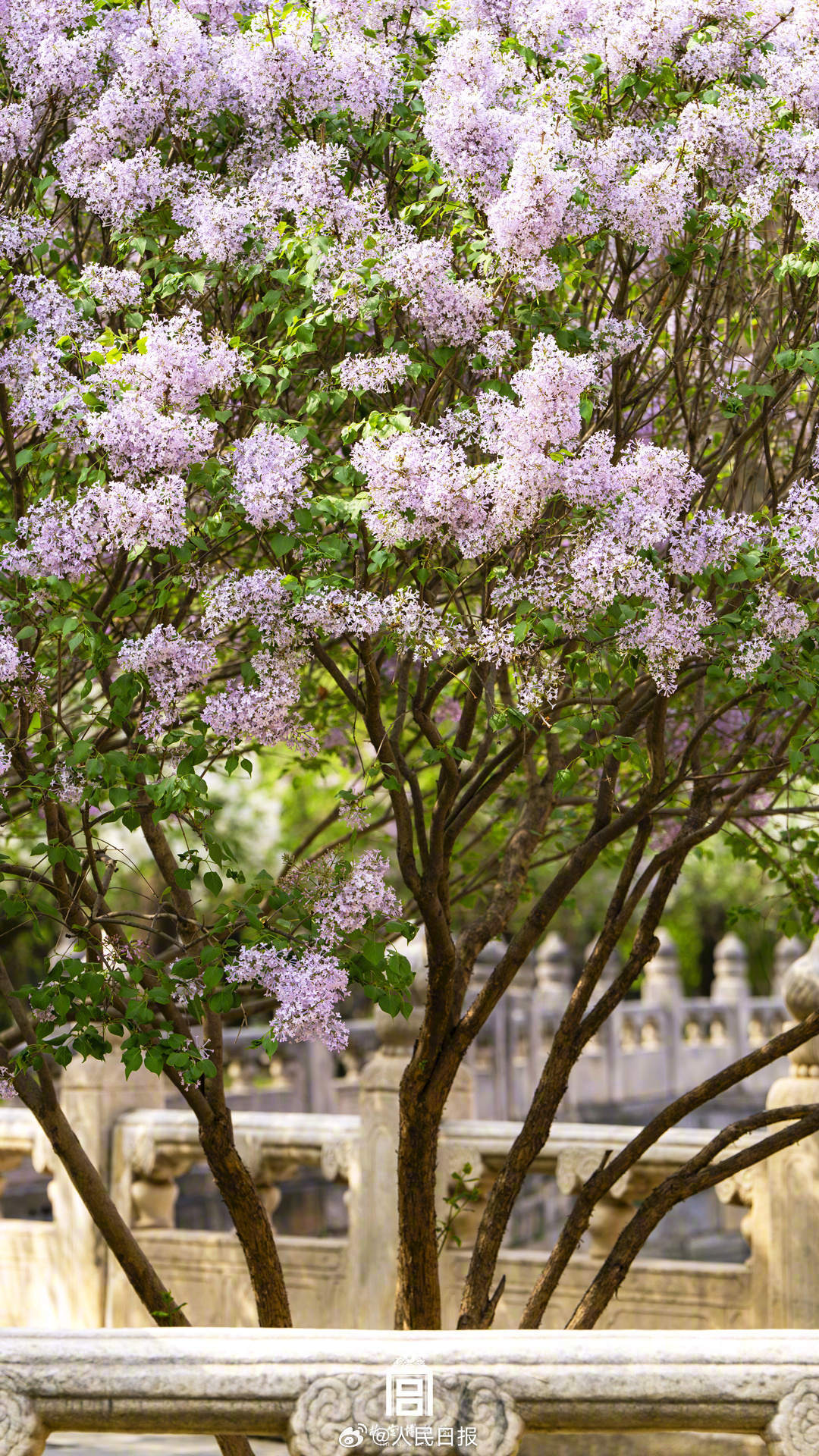 春花映红墙！故宫春花壁纸上新了