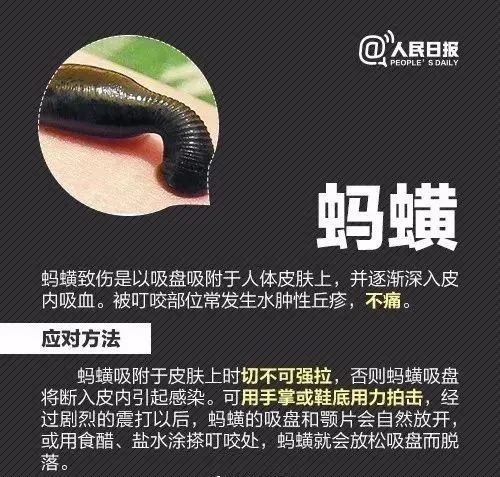 攻击性强!红火蚁已入侵12省份 攻击性强!红火蚁已入侵12省份