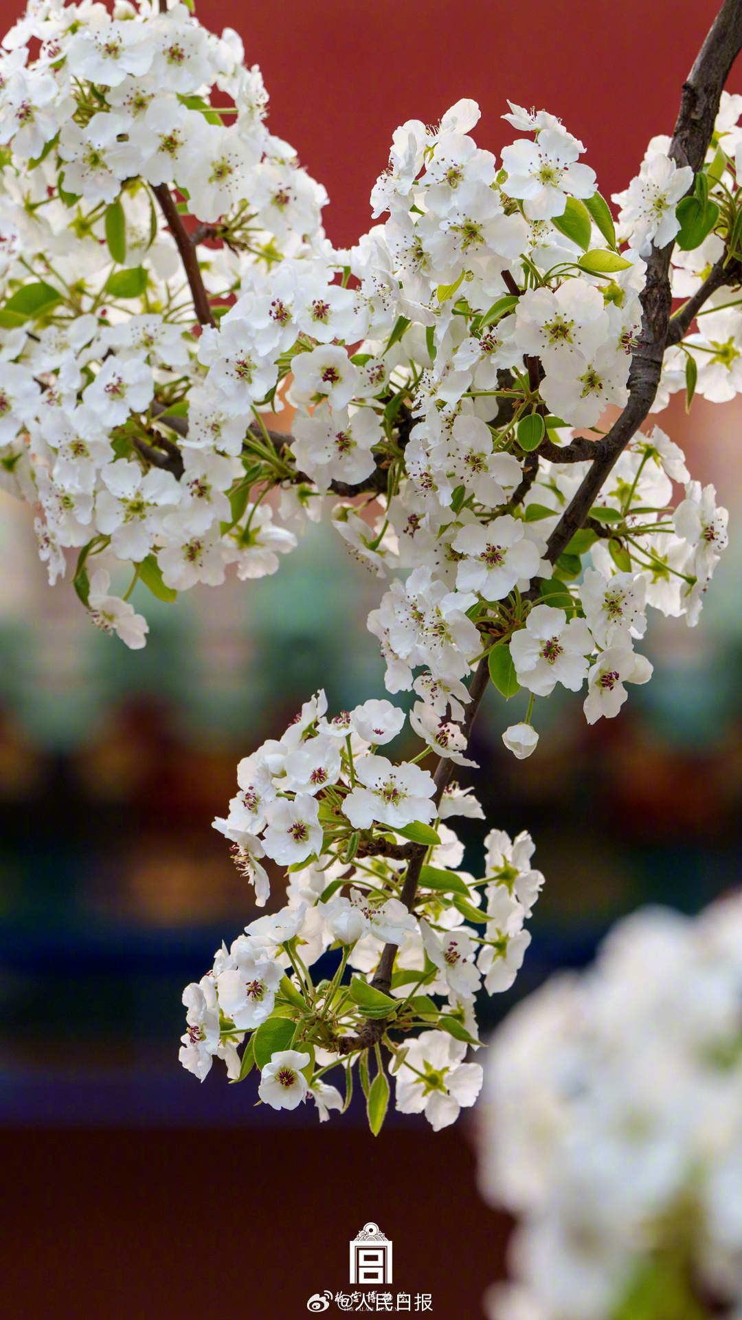 春花映红墙！故宫春花壁纸上新了