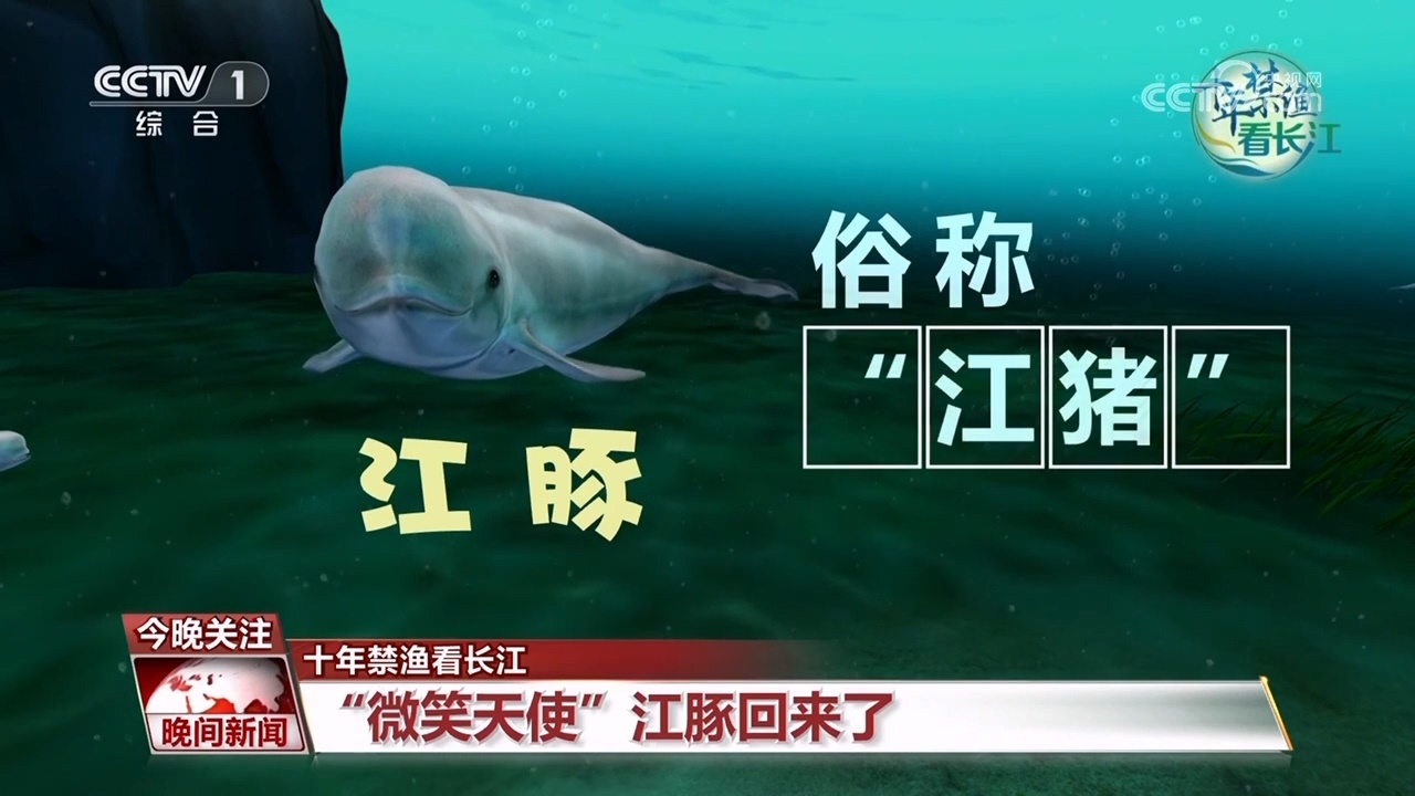 【十年禁渔看长江】“微笑天使”江豚回来了